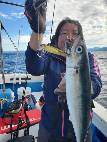 サバの釣果