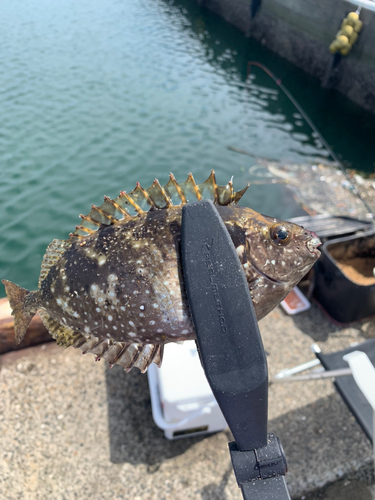 アイゴの釣果