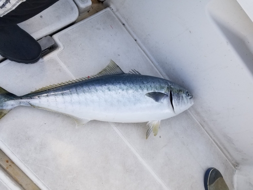 ツムブリの釣果