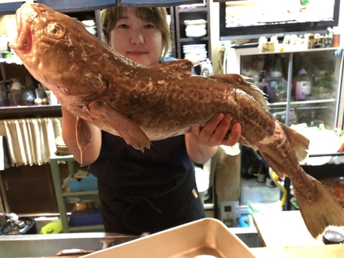 マダラの釣果