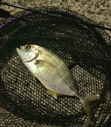 メッキの釣果