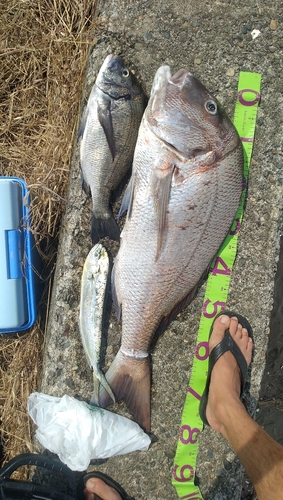 マダイの釣果