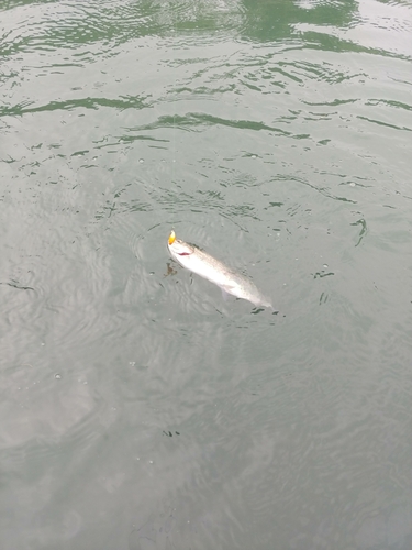 トラウトの釣果