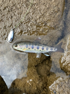 ヤマメの釣果