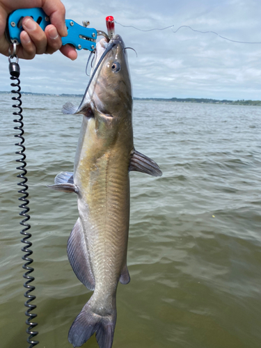 アメリカナマズの釣果