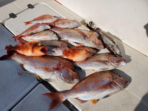 マダイの釣果