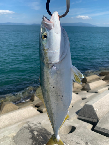 ツバスの釣果