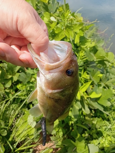 ブラックバスの釣果