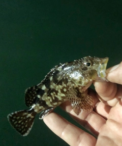 ガシラの釣果
