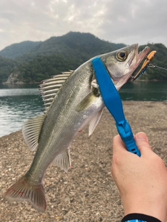 サゴシの釣果