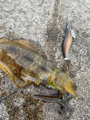 アオリイカの釣果