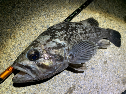 クロソイの釣果