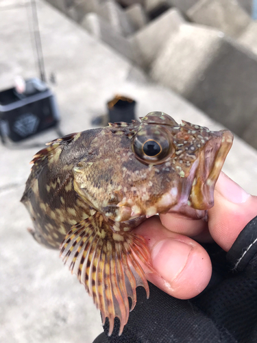 アラカブの釣果