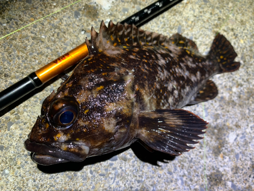 ハチガラの釣果