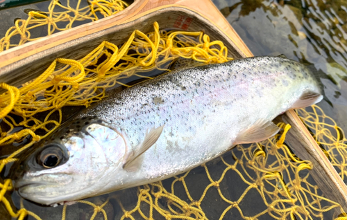 ニジマスの釣果