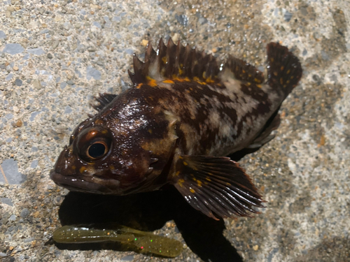 ハチガラの釣果