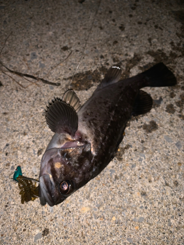 クロソイの釣果