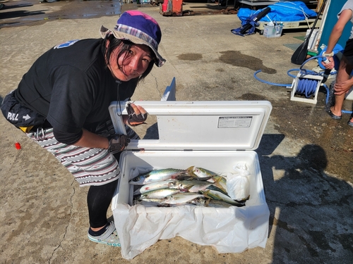 イナダの釣果