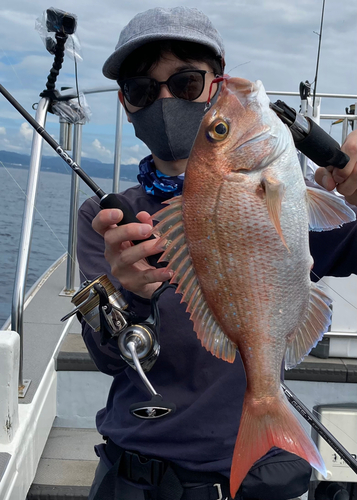 マダイの釣果