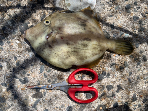 カワハギの釣果