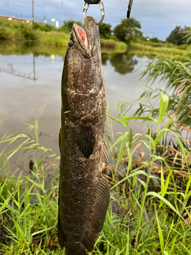 カムルチーの釣果