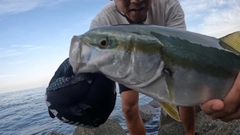 ハマチの釣果