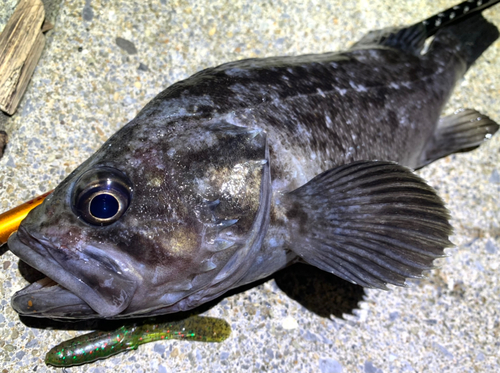 クロソイの釣果