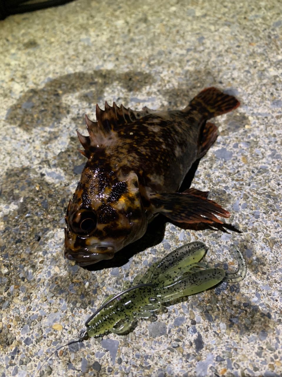 ハチガラ