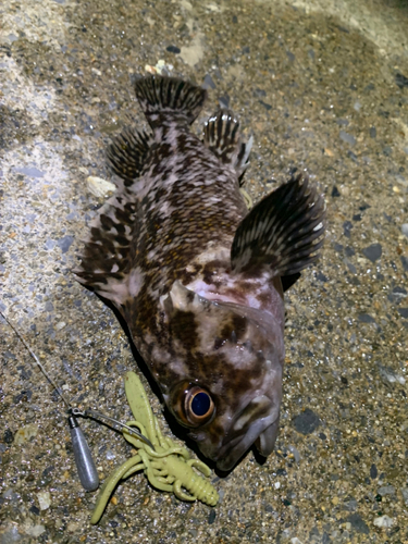 ハチガラの釣果