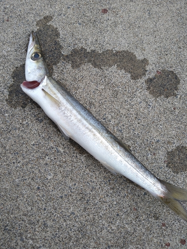 アカカマスの釣果