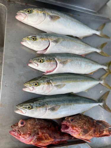 イナダの釣果