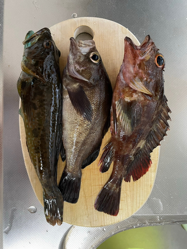 アナハゼの釣果