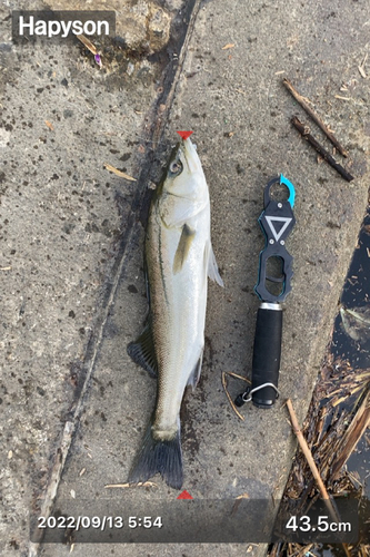 シーバスの釣果