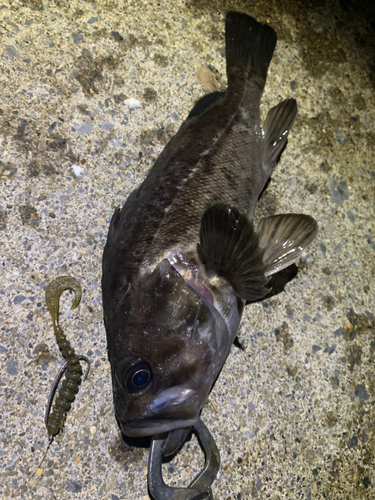 クロソイの釣果