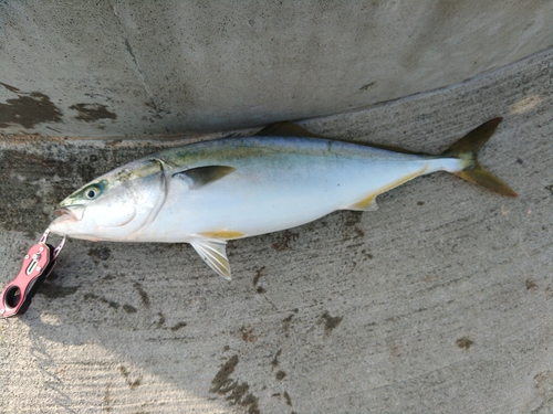 ワラサの釣果