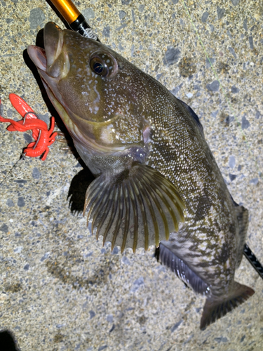 アイナメの釣果