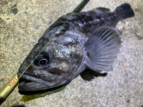 クロソイの釣果