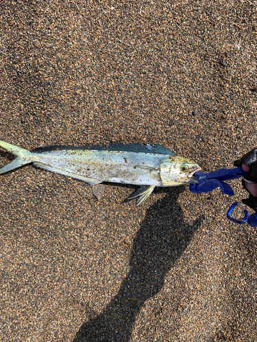 シイラの釣果