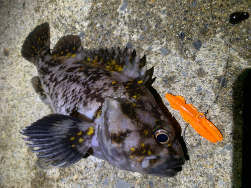 クロソイの釣果