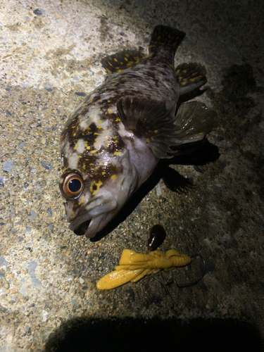 ハチガラの釣果