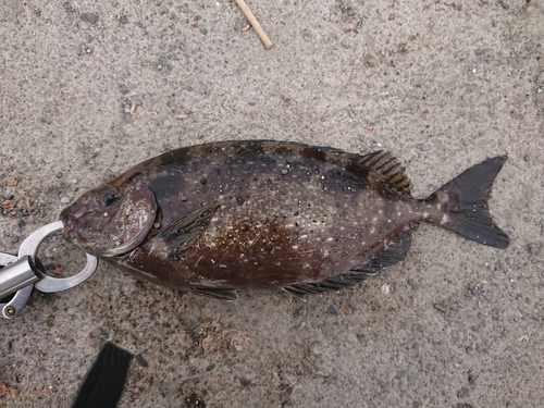 アイゴの釣果