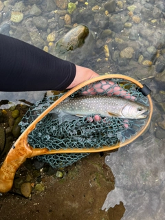 イワナの釣果