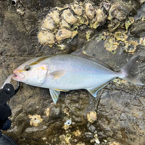 ショゴの釣果