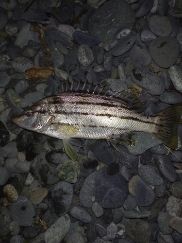 シマイサキの釣果