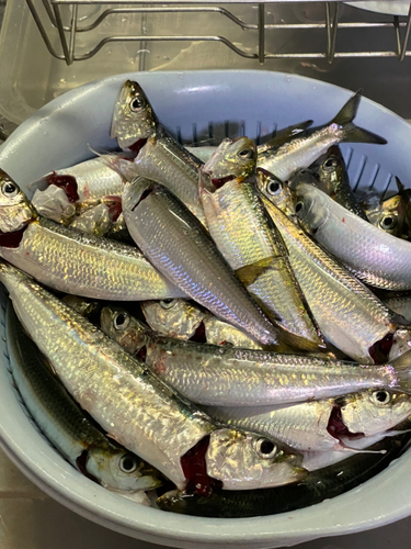 イワシの釣果