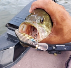 ラージマウスバスの釣果