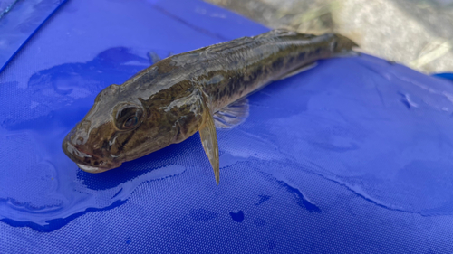 マハゼの釣果