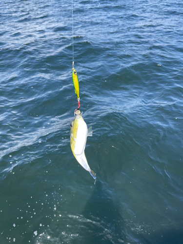 シロサバフグの釣果