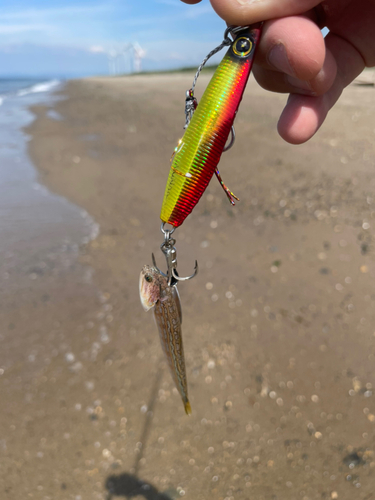 エソの釣果