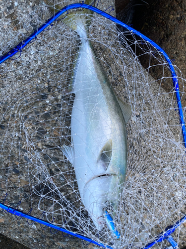 メジロの釣果